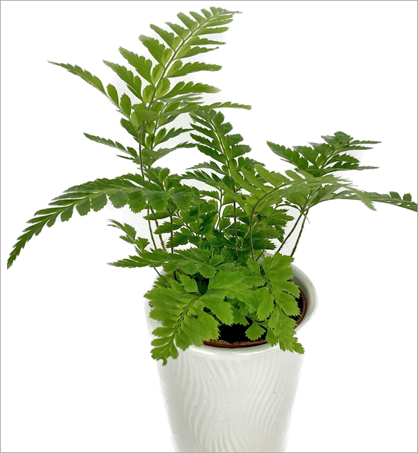 East Indian Holly Fern